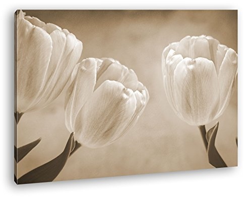 deyoli Rosafarbene Tulpen Format: 120x80 Effekt: Sepia als Leinwandbild, Motiv fertig gerahmt auf Echtholzrahmen, Hochwertiger Digitaldruck mit Rahmen, Kein Poster oder Plakat