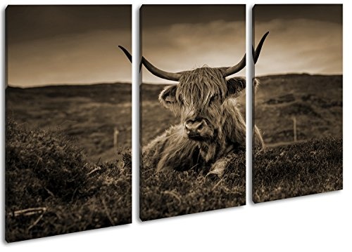 pelziges Rind auf schottischer Landschaft Format: 3-teilig 120x80 Effekt: Sepia als Leinwandbild, Motiv fertig gerahmt auf Echtholzrahmen, Hochwertiger Digitaldruck mit Rahmen, Kein Poster oder Plakat