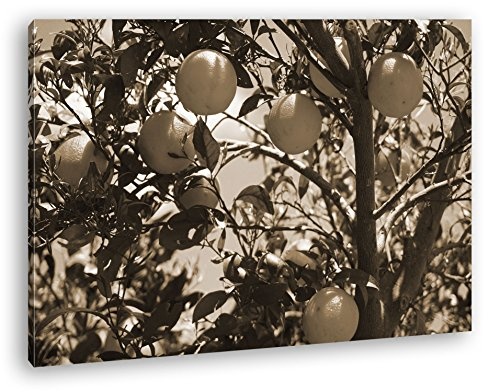 deyoli Orangenbaum mit Reifen Früchten Format: 80x60 Effekt: Sepia als Leinwandbild, Motiv fertig gerahmt auf Echtholzrahmen, Hochwertiger Digitaldruck mit Rahmen, Kein Poster oder Plakat