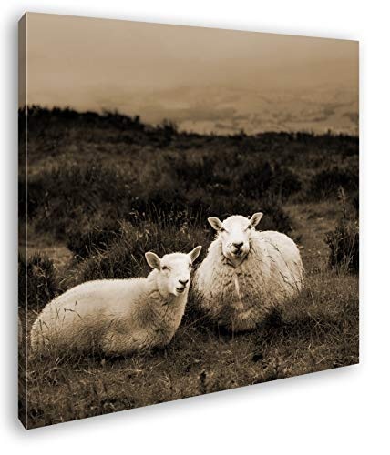 deyoli Zwei niedliches Schafe Format: 60x60 Effekt: Sepia als Leinwandbild, Motiv fertig gerahmt auf Echtholzrahmen, Hochwertiger Digitaldruck mit Rahmen, Kein Poster oder Plakat