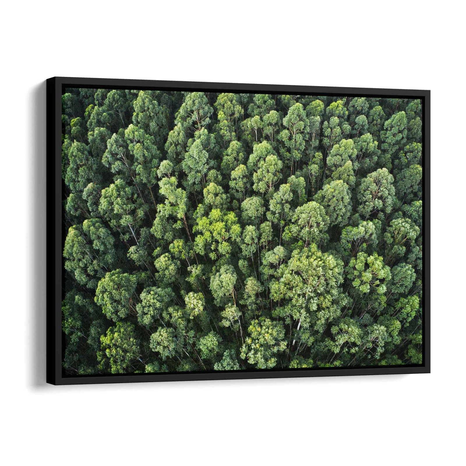 Top View Forest Poster 120x80cm - ArtMind