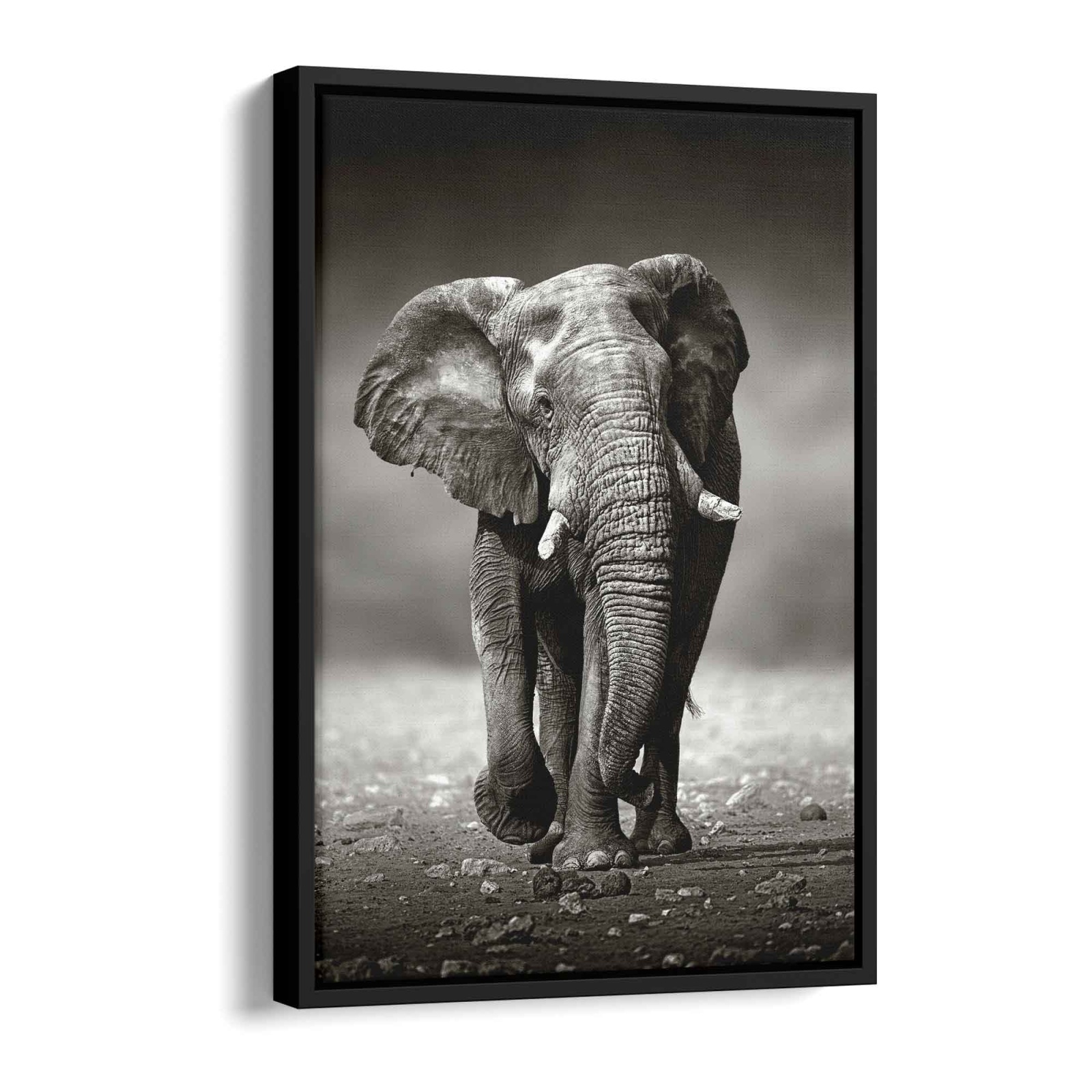 Young elephant Alu Weiß 100x75cm - ArtMind