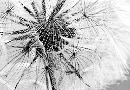 murando - Bilder Pusteblume 150x50 cm Vlies Leinwandbild 1 TLG Kunstdruck modern Wandbilder XXL Wanddekoration Design Wand Bild - Blumen Natur grau Pusteblumen b-B-0223-b-b