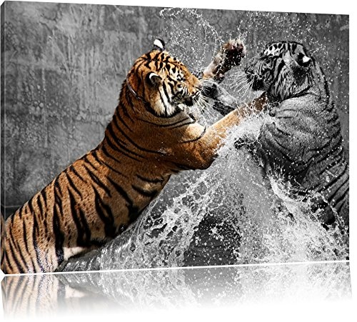 prachtvolle Tiger kämpfen schwarz/weiß Format:...