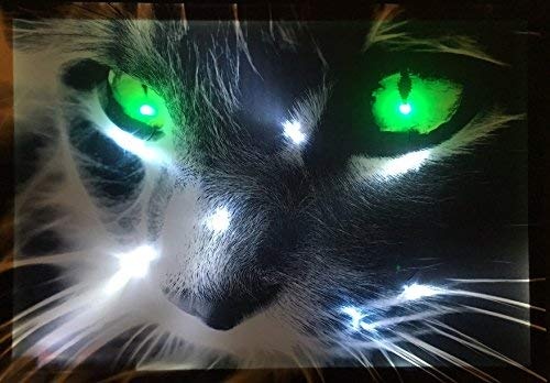 Samarkand-Lights LED-Bild mit Beleuchtung LED- Bilder Leinwandbild 65 x 45 cm Leuchtbild Katze Tiere Wandbild