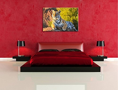 Pixxprint Stolzer Tiger Format: 120x80 auf Leinwand, XXL riesige Bilder fertig gerahmt mit Keilrahmen, Kunstdruck auf Wandbild mit Rahmen, günstiger als Gemälde oder Ölbild, kein Poster oder Plakat