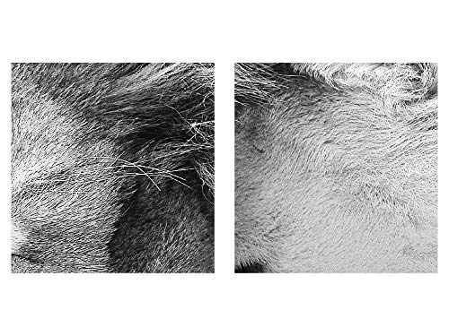 Bilder Löwen Liebe Wandbild 150 x 60 cm Vlies - Leinwand Bild XXL Format Wandbilder Wohnzimmer Wohnung Deko Kunstdrucke Weiß 5 Teilig - MADE IN GERMANY - Fertig zum Aufhängen 002156c