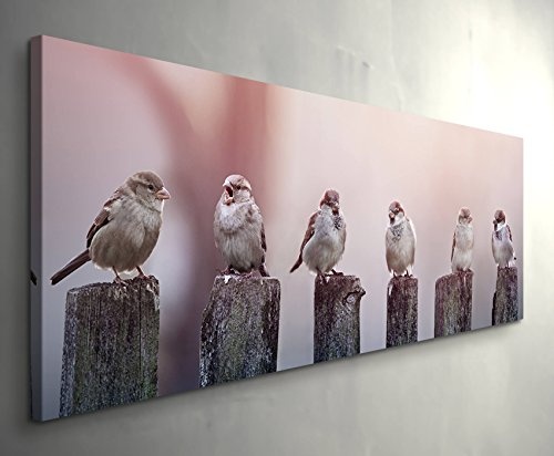Paul Sinus Art Leinwandbilder | Bilder Leinwand 150x50cm Spatzen auf Einem Holzzaun