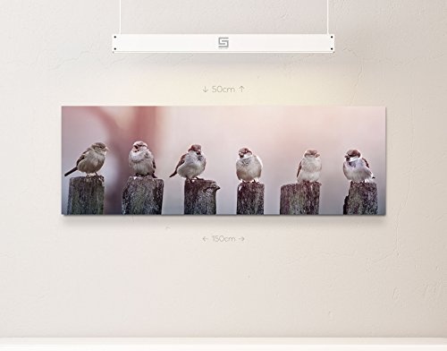 Paul Sinus Art Leinwandbilder | Bilder Leinwand 150x50cm Spatzen auf Einem Holzzaun