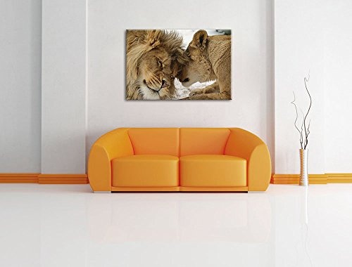 Bezauberndes kuschelndes Löwenpaar in Afrika in Farbe, Kunstdruckf Wandbild mit Rahmen, kein Poster oder Plakat (100x70cm) Afrika wilde Tiere