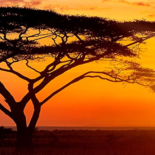 decomonkey Bilder Afrika Tiere Elefant 200x80 cm 5 TLG. Leinwandbilder XXL Bild auf Leinwand Vlies Wandbild Kunstdruck Wanddeko Wand Wohnzimmer Wanddekoration Deko Landschaft Baum braun