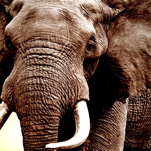 decomonkey Bilder Afrika Tiere Elefant 200x80 cm 5 TLG. Leinwandbilder XXL Bild auf Leinwand Vlies Wandbild Kunstdruck Wanddeko Wand Wohnzimmer Wanddekoration Deko Landschaft Baum braun