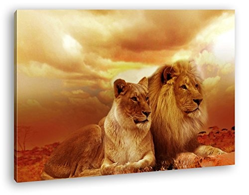 deyoli Löwen in Afrika im Format: 120x80 als Leinwandbild, Motiv fertig gerahmt auf Echtholzrahmen, Hochwertiger Digitaldruck mit Rahmen, Kein Poster oder Plakat