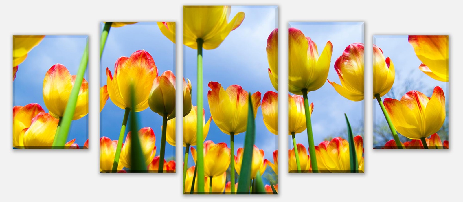 Leinwandbild Tulpen