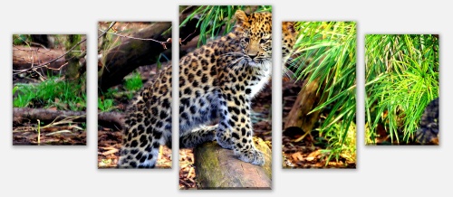 Leinwandbild Kleiner Leopard