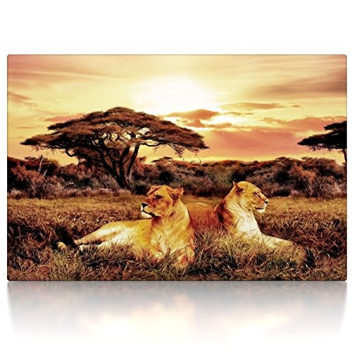 CanvasArts Afrika Löwen - Leinwand Bild auf Keilrahmen - Wandbild 02.501 (120 x 80 cm, einteilig)