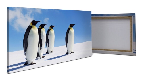 Leinwandbild Königspinguine, Pinguine, Eis, Tiere