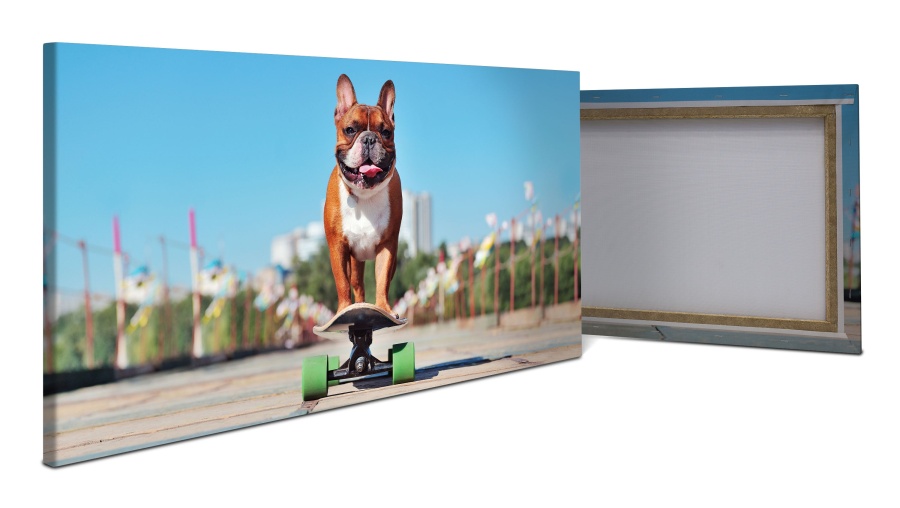 Leinwandbild französische Bulldogge, Hund, Skateboard