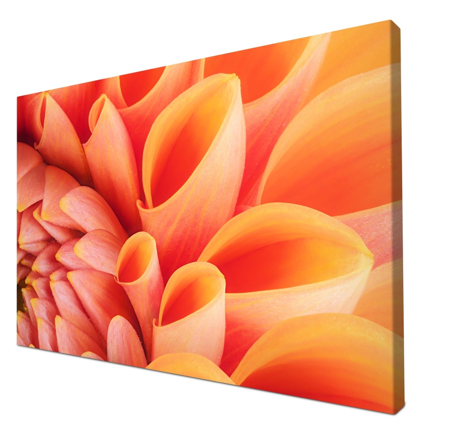 Leinwandbild Blume Blüte orange Chrysantheme