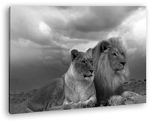 deyoli Löwen in Afrika Effekt: Schwarz/Weiß im...