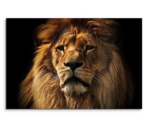 Modernes Bild 120x80cm Tierfotografie - Großer ausgewachsener Löwe im Porträt