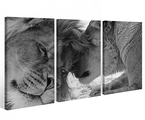 Leinwand 3 tlg. Afrika Löwe schwarz weiß Love Tier Liebe Bilder Wandbild 9A562 Holz-fertig gerahmt -direkt Hersteller, 3 tlg BxH:120x80cm (3Stk 40x 80cm)