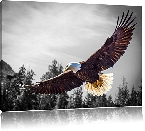 großer fliegender Adler schwarz/weiß Format: 120x80 auf Leinwand, XXL riesige Bilder fertig gerahmt mit Keilrahmen, Kunstdruck auf Wandbild mit Rahmen, günstiger als Gemälde oder Ölbild, kein Poster oder Plakat