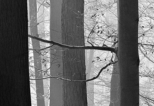 murando - Bilder Wald 225x90 cm Vlies Leinwandbild 5 TLG Kunstdruck modern Wandbilder XXL Wanddekoration Design Wand Bild - Waldlandschaft Natur Panorama Baum c-B-0285-b-m