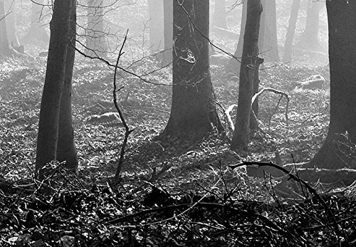 murando - Bilder Wald 225x90 cm Vlies Leinwandbild 5 TLG Kunstdruck modern Wandbilder XXL Wanddekoration Design Wand Bild - Waldlandschaft Natur Panorama Baum c-B-0285-b-m