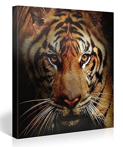 Gallery of Innovative Art – Tiger Hunting – 80x80cm Premium Kunstdruck Wand-Bild – Leinwand-Druck in deutscher Marken-Qualität – Leinwand-Bilder auf Holz-Keilrahmen als moderne Wanddekoration