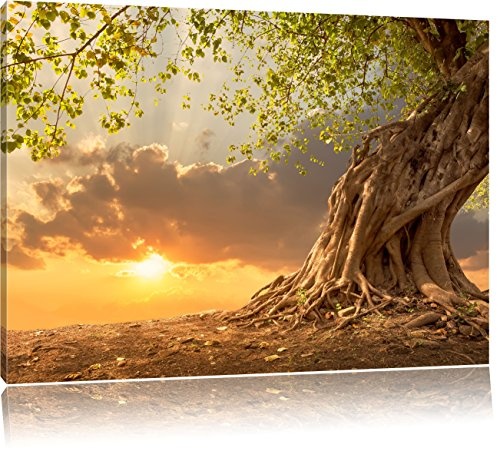 Verwurzelter starker Baum im Sonnenuntergang, Format: 100x70 auf Leinwand, XXL riesige Bilder fertig gerahmt mit Keilrahmen, Kunstdruck auf Wandbild mit Rahmen, günstiger als Gemälde oder Ölbild, kein Poster oder Plakat