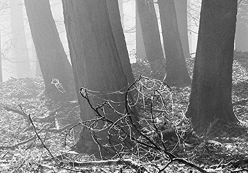 murando - Bilder Wald 120x40 cm Vlies Leinwandbild 1 TLG Kunstdruck modern Wandbilder XXL Wanddekoration Design Wand Bild - Waldlandschaft Natur Panorama Baum schwarz-weiß c-B-0235-b-a