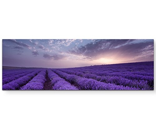 Paul Sinus Art Leinwandbilder | Bilder Leinwand 120x40cm Lavendel Feld