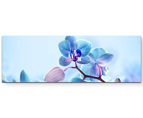 Paul Sinus Art Leinwandbilder | Bilder Leinwand 120x40cm Nahaufnahme Einer Blaue Orchidee