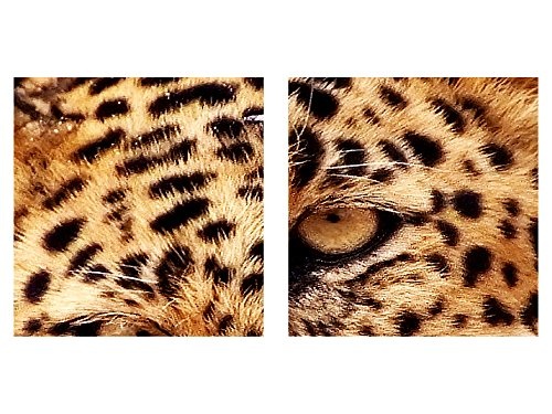Runa Art Bilder Afrika Leopard Wandbild 200 x 100 cm Vlies - Leinwand Bild XXL Format Wandbilder Wohnzimmer Wohnung Deko Kunstdrucke Gelb 5 Teilig - Made IN Germany - Fertig zum Aufhängen 000351b
