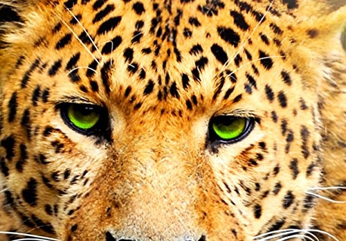 murando - Bilder 100x50 cm - Leinwandbilder - Fertig Aufgespannt - Vlies Leinwand - 5 Teilig - Wandbilder XXL - Kunstdrucke - Wandbild - Tier Leopard Natur g-C-0031-b-n