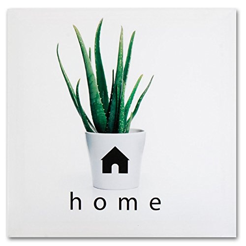 4er Set Wandbild Je 28x28cm Pflanze Grün Sukkulente Kaktus Kakteen Love Home Happy Smile Wanddeko