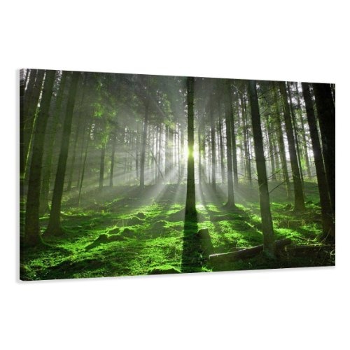 Visario Leinwandbilder 5130 Bild auf Leinwand Wald, 120 x...