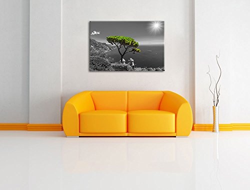 Mediteraner Baum am Mittelmeer schwarz/weiß Format: 100x70 auf Leinwand, XXL riesige Bilder fertig gerahmt mit Keilrahmen, Kunstdruck auf Wandbild mit Rahmen, günstiger als Gemälde oder Ölbild, kein Poster oder Plakat