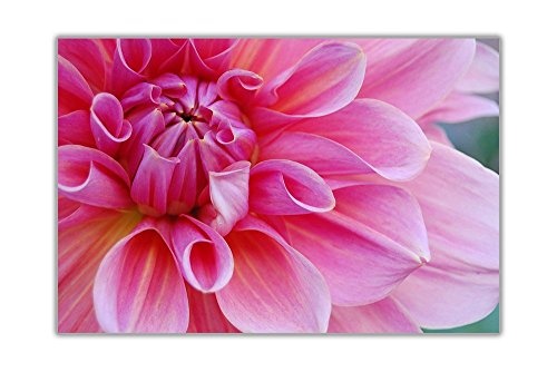 Pink Blossom Blume auf gerahmter Leinwand Bilder-Floral, Art Prints, rose, 06- A0 - 40 X 30 (101CM X 76CM)