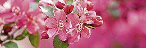 Artland Leinwand-Bild fertig aufgespannt auf Holzfaserplatte mit Motiv Ralph Petty Holzapfelblüte 1 Botanik Blumen Blüte Fotografie Pink/Rosa 40 x 120 x 1,2 cm A6LB