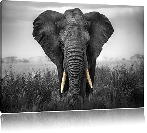 prachtvoller Elefant schwarz/weiß Format: 80x60 auf...