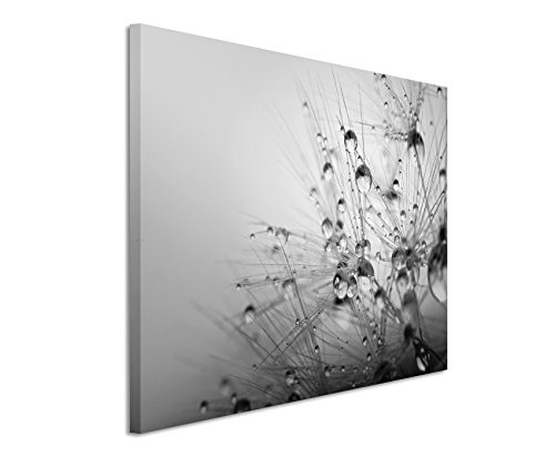 50x70cm Leinwandbild schwarz weiß in Topqualität Makroaufnahme Blüte mit Wassertropfen II