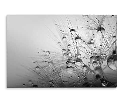 50x70cm Leinwandbild schwarz weiß in Topqualität Makroaufnahme Blüte mit Wassertropfen II