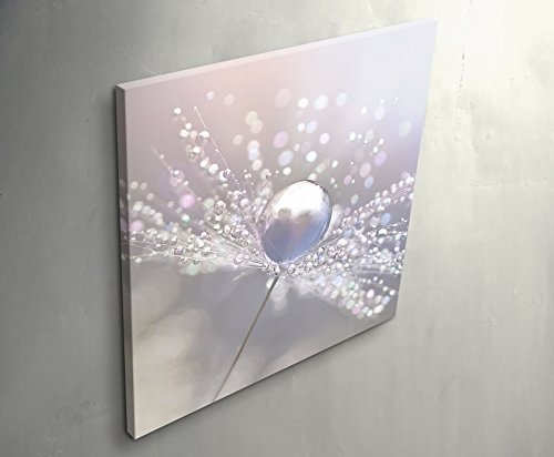 Paul Sinus Art Leinwandbilder | Bilder Leinwand 60x60cm Pusteblume mit Wassertropfen