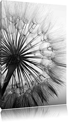 Pixxprint Schöne Pusteblume Schwarz/Weiß, Format: 60x40 auf Leinwand