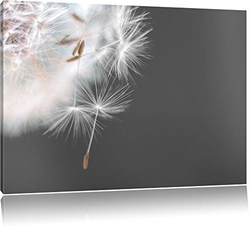 hübsche Pusteblume schwarz/weiß Format: 100x70 auf Leinwand, XXL riesige Bilder fertig gerahmt mit Keilrahmen, Kunstdruck auf Wandbild mit Rahmen, günstiger als Gemälde oder Ölbild, kein Poster oder Plakat
