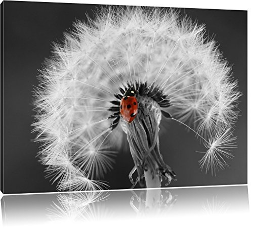 schöner Marienkäfer auf Pusteblume schwarz/weiß Format: 80x60 auf Leinwand, XXL riesige Bilder fertig gerahmt mit Keilrahmen, Kunstdruck auf Wandbild mit Rahmen, günstiger als Gemälde oder Ölbild, kein Poster oder Plakat