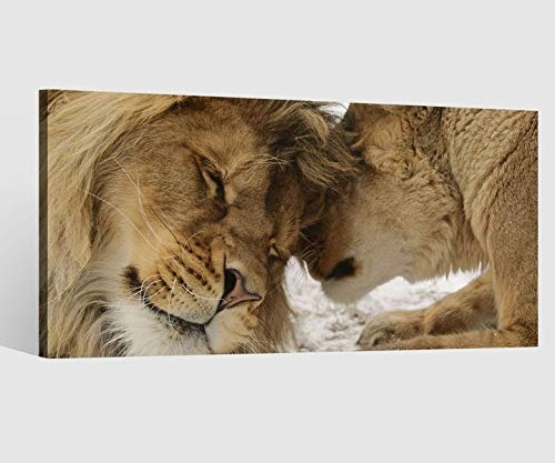 Leinwandbild Löwe Löwin Tiere Paar Liebe...