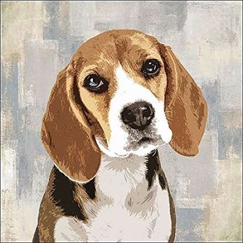 Keilrahmen-Bild - Keri Rodgers: Beagle Leinwandbild Hund Haustier modern (50x50)